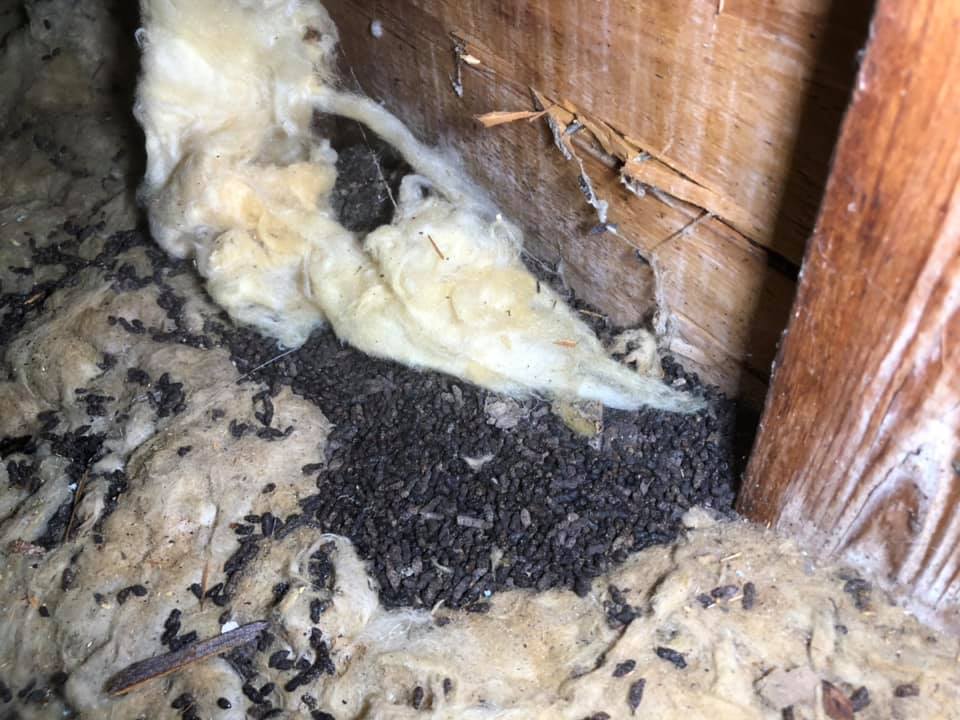 How to Tell Bat Poop From Mouse Poop Richmond Home Inspector