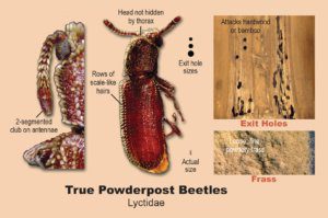 identify powderpost beetles